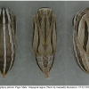tr phryne pupa2 volg